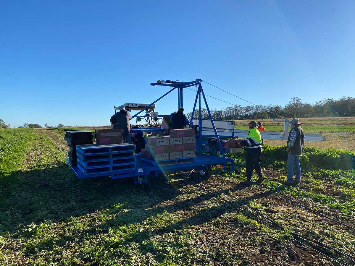 field packing conveyor